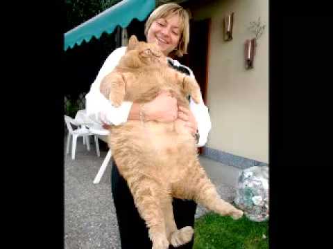 EL GATO MAS GRANDE DEL MUNDO - YouTube