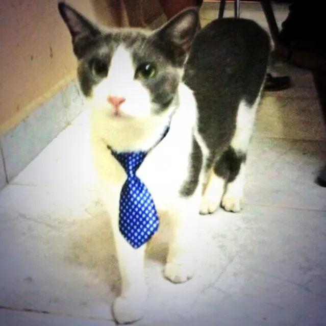 Un gato muy guapo! | Gaturros ❤ | Pinterest Un gato muy guapo! | Gaturros ❤ | Pinterest