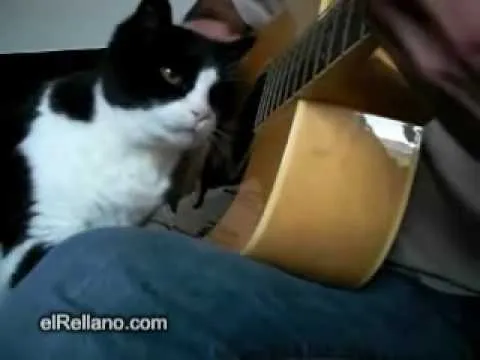 el gato y la guitarra elRellano - YouTube
