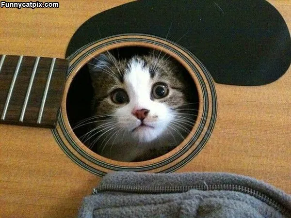 Gato con guitarra - Imagui