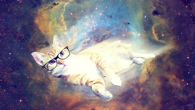 gato hipster | Tumblr