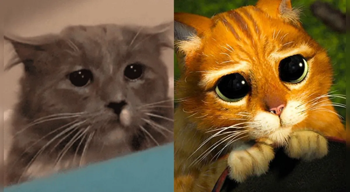 Gato y su increíble parecido con el 'Gato con Botas' se vuelve viral en  redes [VIDEO]