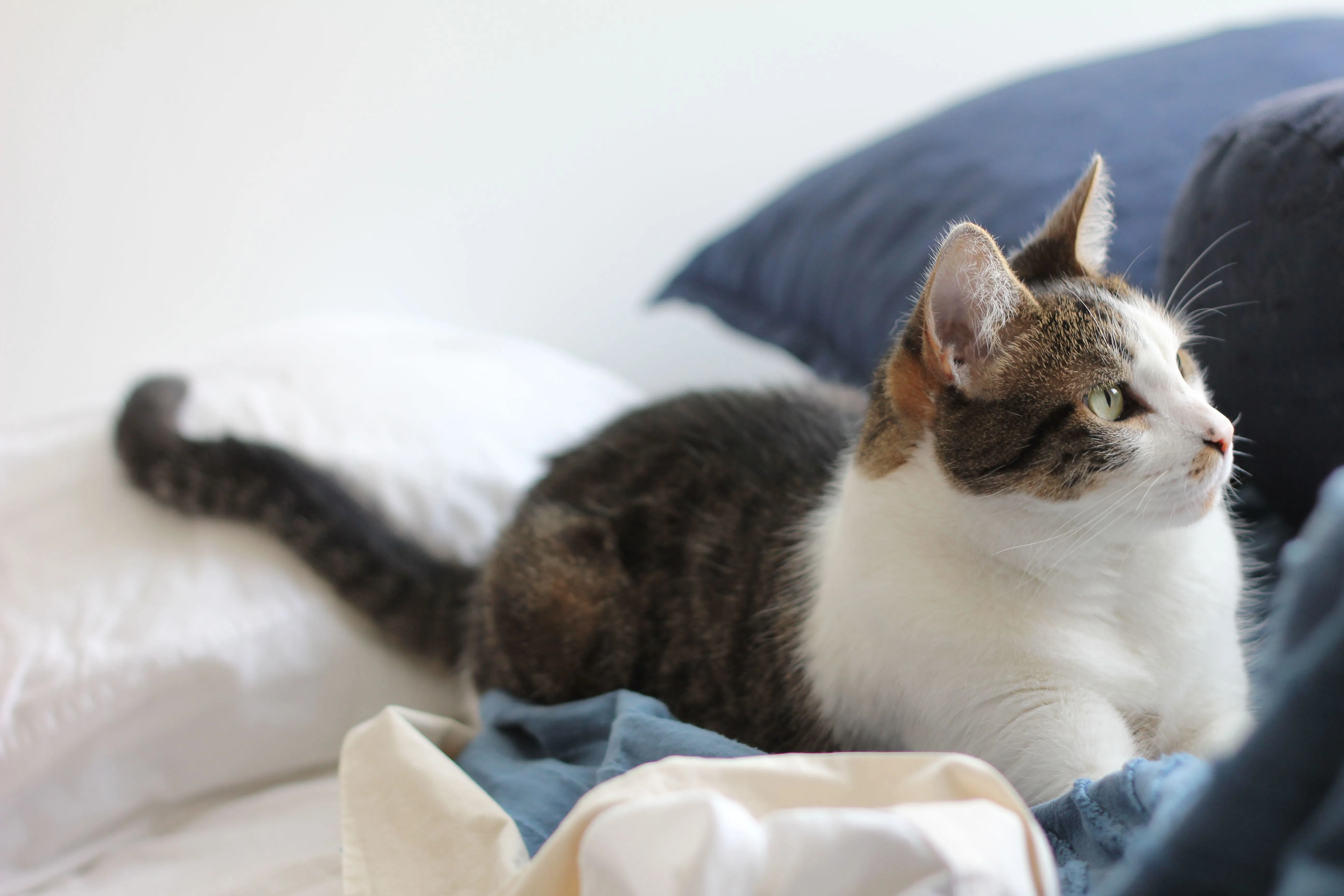 el gato más lindo del mundo | Flickr - Photo Sharing!