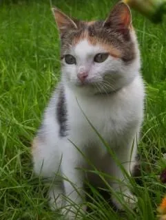 gato, lindo, plantean | Descargar Fotos gratis gato, lindo, plantean | Descargar Fotos gratis