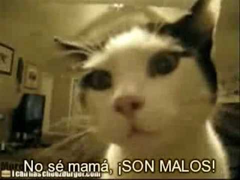 Gato llorando por las 9 Arepas del Magallanes. ^_^ - YouTube Gato llorando por las 9 Arepas del Magallanes. ^_^ - YouTube