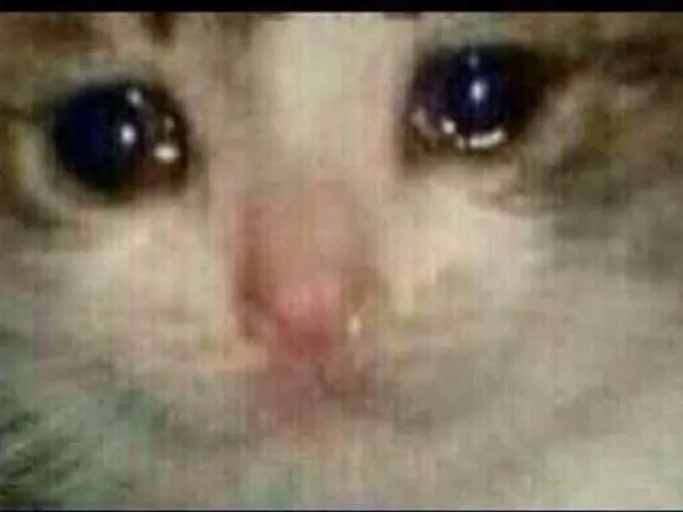 Gato llorando - Imagui