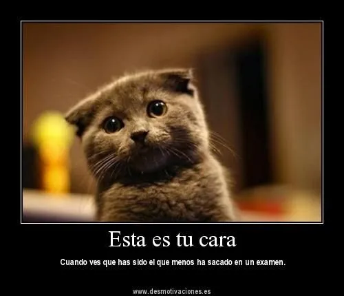 Mi gato esta loco!!: Frases Chistosas !!