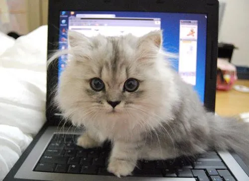 El gato mas mono del mundo!! | Extremadamente mono El gato mas mono del mundo!! | Extremadamente mono