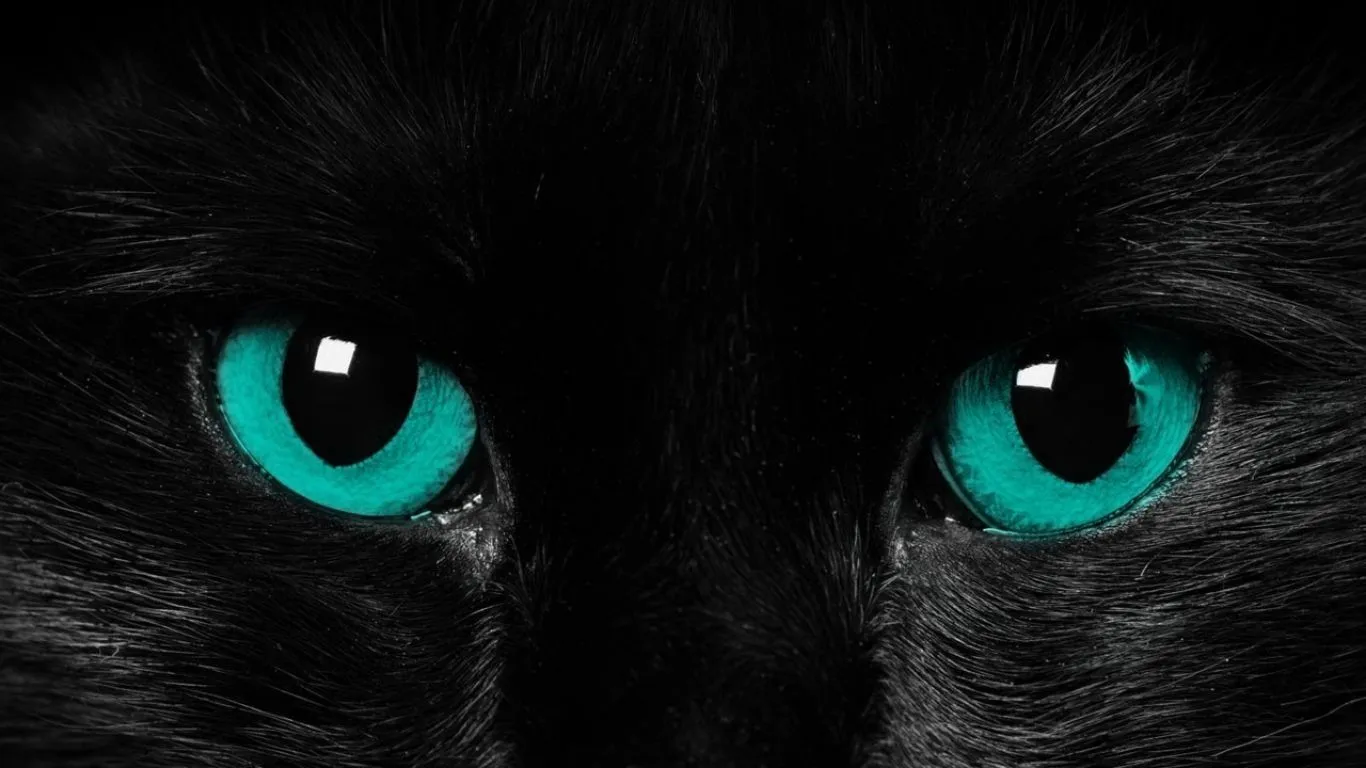 Gato negro - 1366x768 :: Fondos de pantalla y wallpapers Gato negro - 1366x768 :: Fondos de pantalla y wallpapers