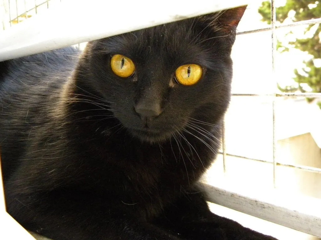 gato negro (2) | Cuidar de tu gato es facilisimo.