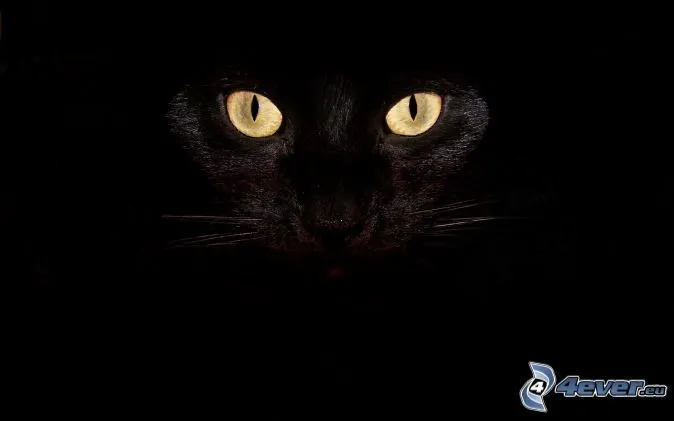 Gato negro
