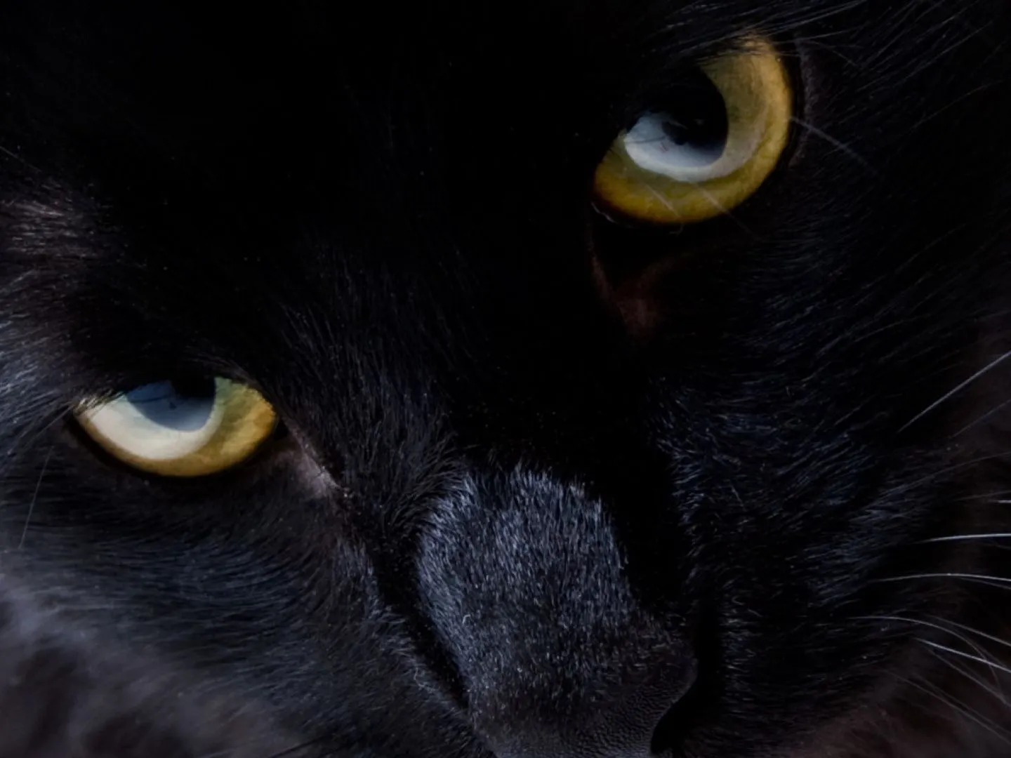 Wallpaper de gatos negros - Imagui