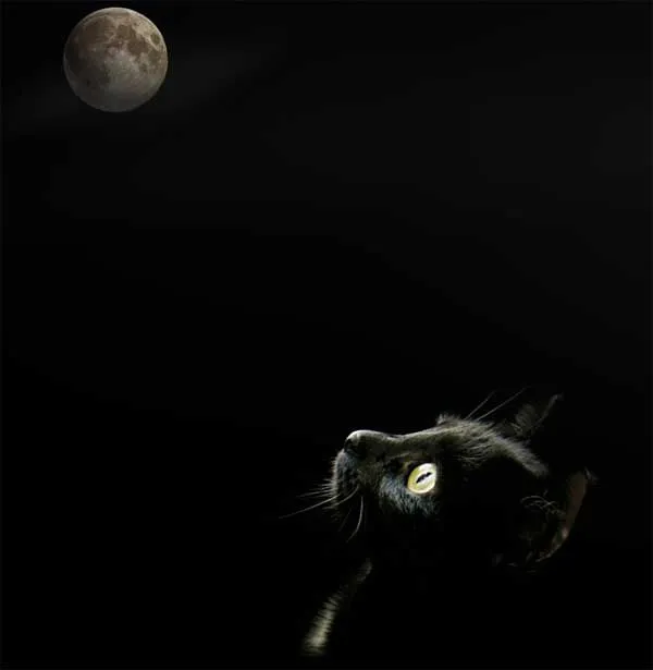 El gato negro es un ser demoníaco? | imagina (por Carlos Barrón)