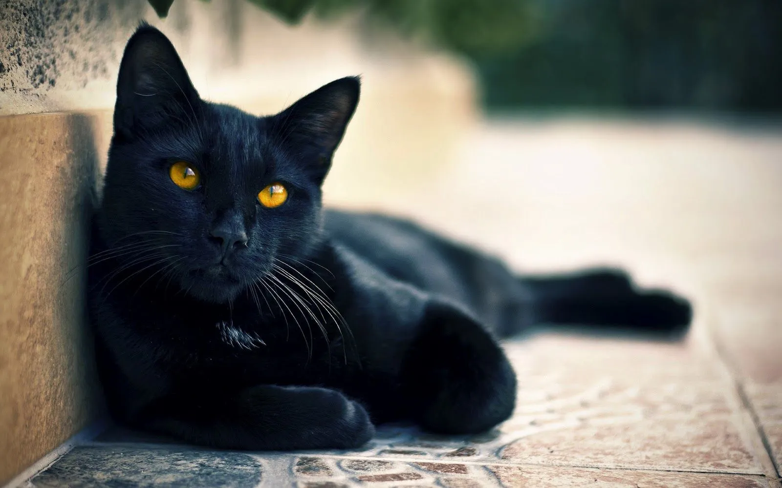 Gato Negro - Fondos de Pantalla HD - Wallpapers HD Gato Negro - Fondos de Pantalla HD - Wallpapers HD