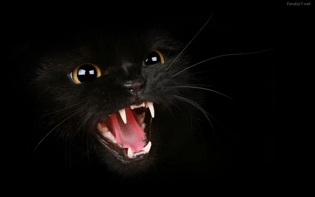El gato negro | Gatos
