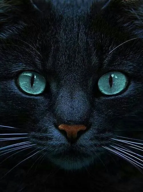 Gato negro ojos azules preciosa mezcla | Animales | Pinterest ... Gato negro ojos azules preciosa mezcla | Animales | Pinterest ...
