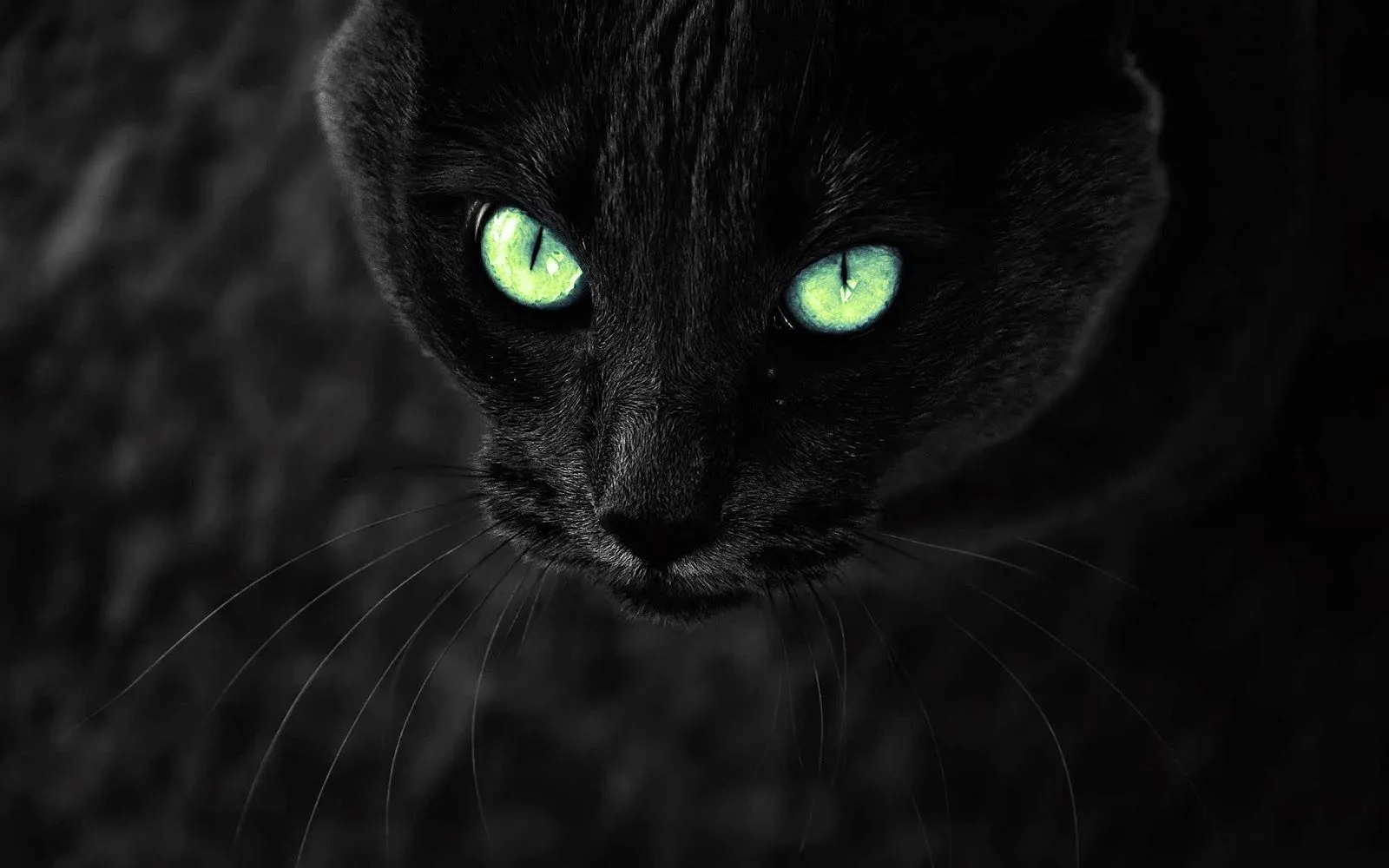 Gato Negro Ojos Verde - Fondos de Pantalla HD - Wallpapers HD