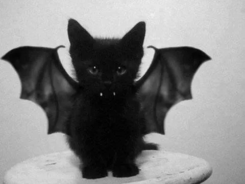 Gato negro | Tumblr