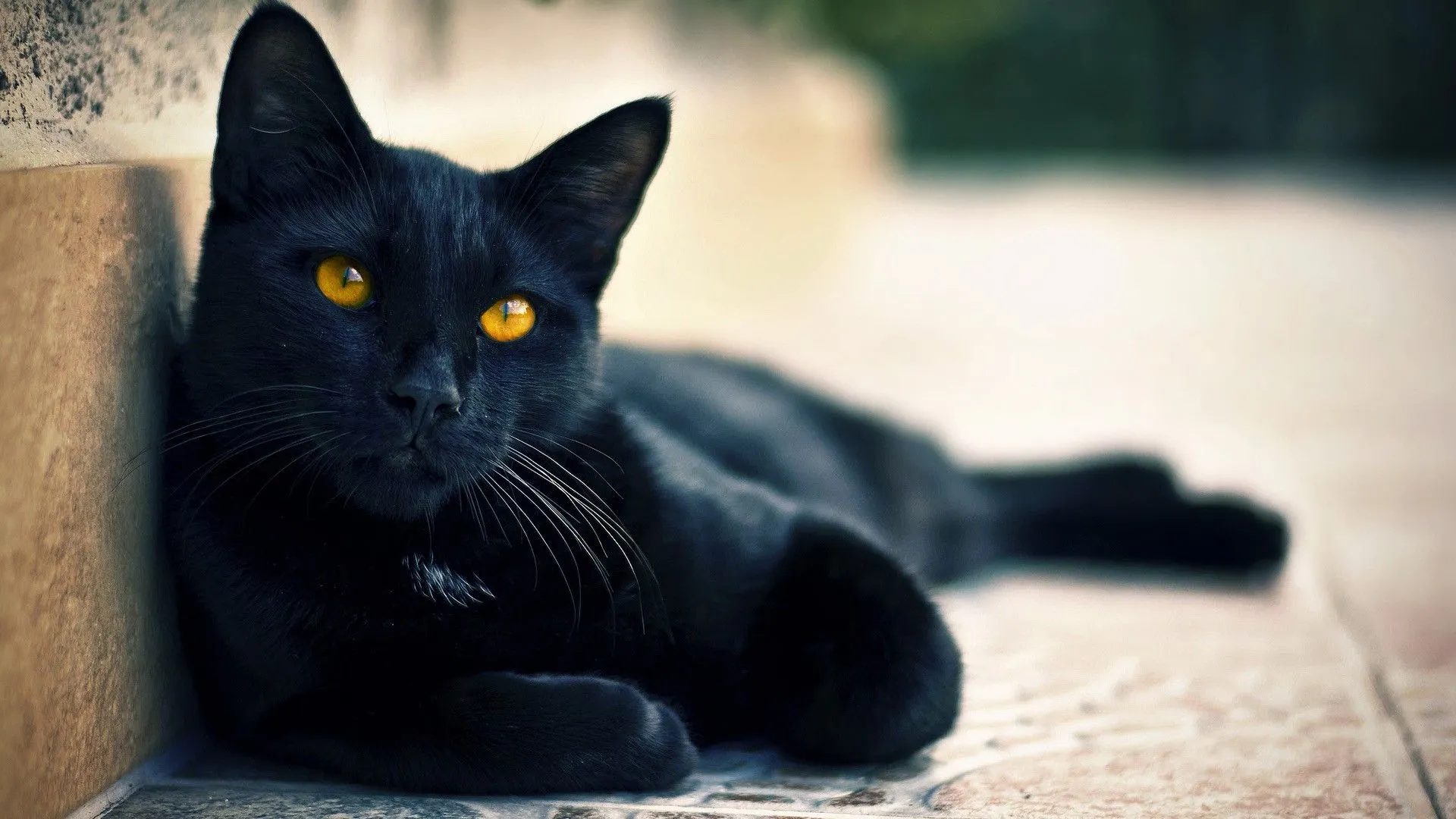 El gato negro - Wiki Gatopedia