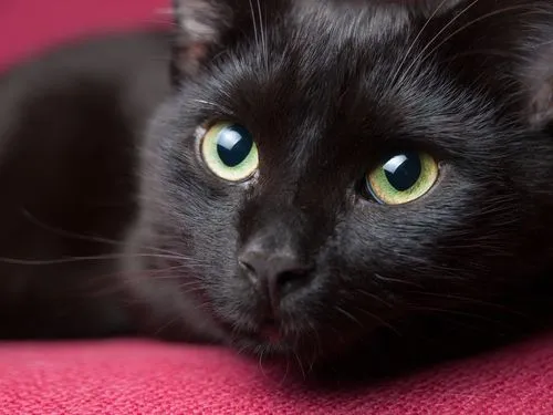 gato-negro.jpg