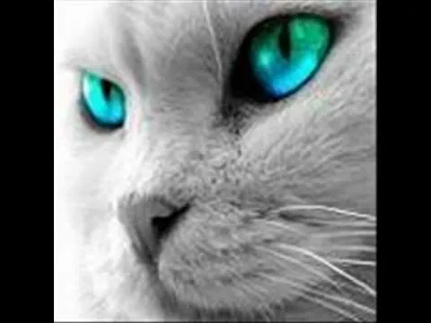 El Gato de Ojos Verdes (Reggae Rap en español) - YouTube El Gato de Ojos Verdes (Reggae Rap en español) - YouTube