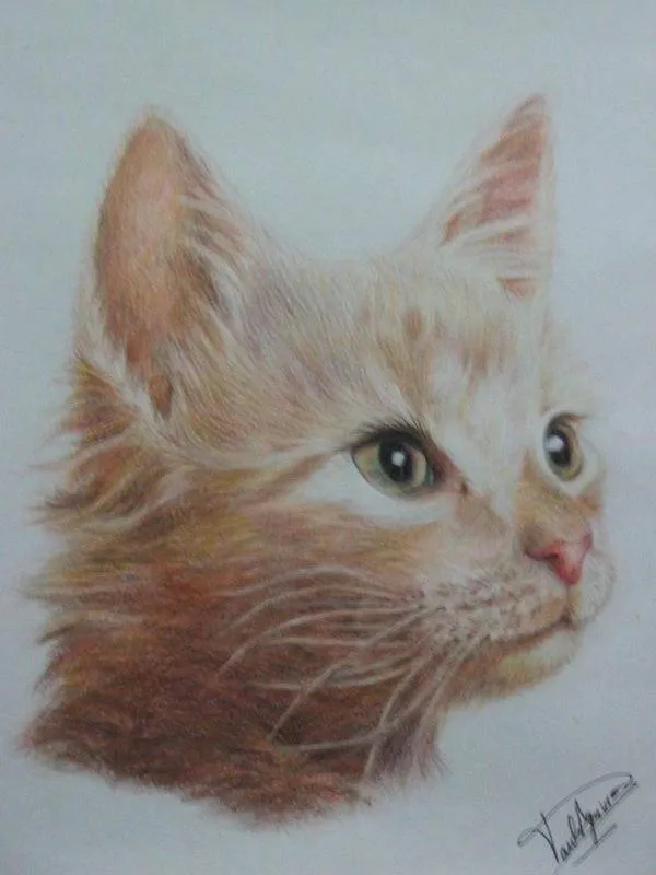 Gato paula aguirre - Artelista.