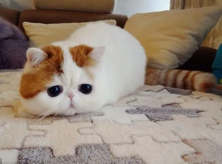 Este gato pelea por ser el más tierno y popular del mundo | soychile. Este gato pelea por ser el más tierno y popular del mundo | soychile.