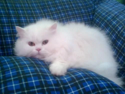 Gato persa blanco busca novia. - Cundinamarca, Colombia - Animales ... Gato persa blanco busca novia. - Cundinamarca, Colombia - Animales ...