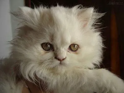 gato persa | Cuidar de tu gato es facilisimo. gato persa | Cuidar de tu gato es facilisimo.