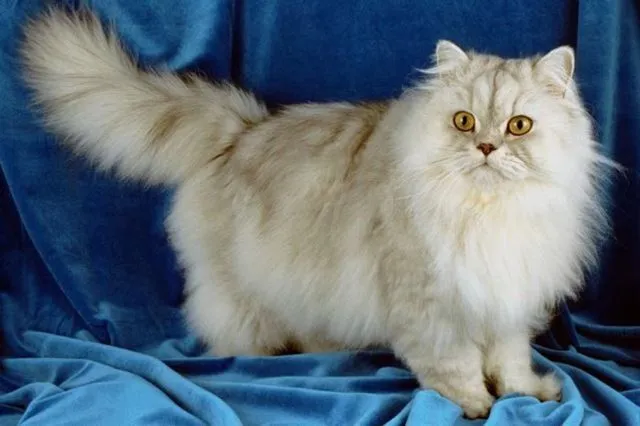 gatos persas | Perros y Gatos Sanos