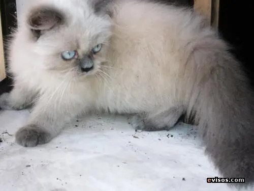 Gato persa himalayo - Imagui