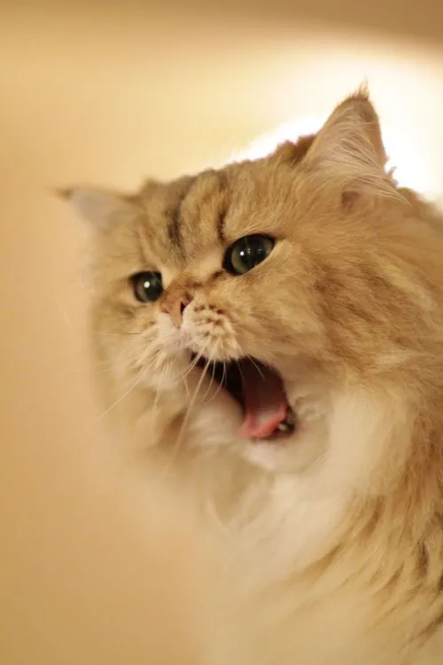gato persa | Tumblr