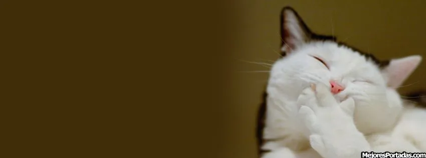 Gato riendo - ÷ Las Mejores Portadas para tu perfil de Facebook ÷ Gato riendo - ÷ Las Mejores Portadas para tu perfil de Facebook ÷