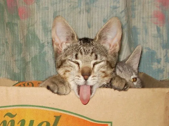 gato sacando la lengua | Flickr - Photo Sharing! gato sacando la lengua | Flickr - Photo Sharing!