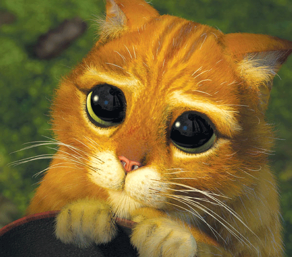 Gato shrek gif animado - Imagui