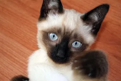 GATO SIAMES | Mascotalandia