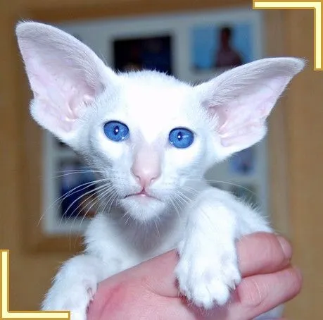 TODO SOBRE MI GATO: La sordera en los gatos blancos