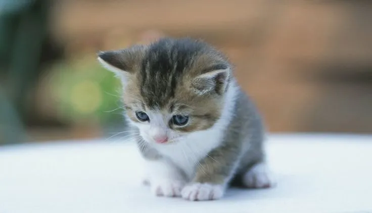 Gato tierno pequeño | animales super monos | Pinterest | Bebe Gato tierno pequeño | animales super monos | Pinterest | Bebe
