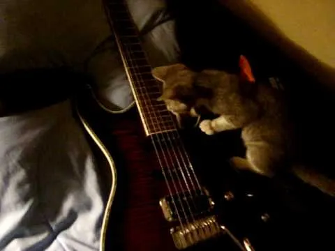 gato tocando la guitarra electrica - YouTube