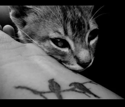 el gato triste i azul ;; | Flickr - Photo Sharing! el gato triste i azul ;; | Flickr - Photo Sharing!