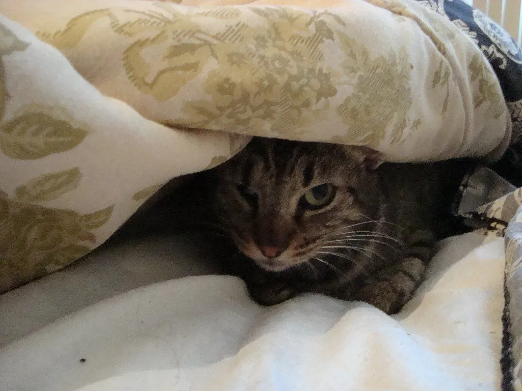 gato triste no quiere comer | Cuidar de tu gato es facilisimo. gato triste no quiere comer | Cuidar de tu gato es facilisimo.