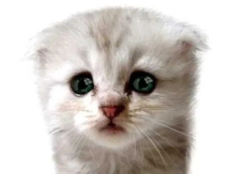 Gato triste llorando - Imagui