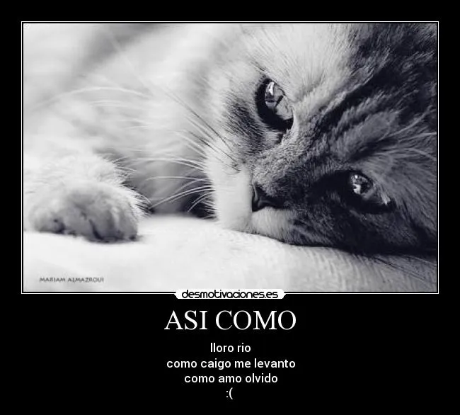 Gato triste llorando - Imagui