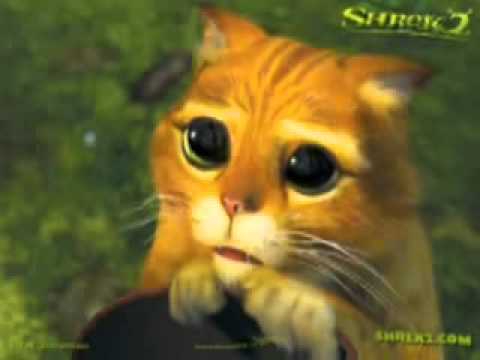 El gato más triste del mundo en declaración... - YouTube