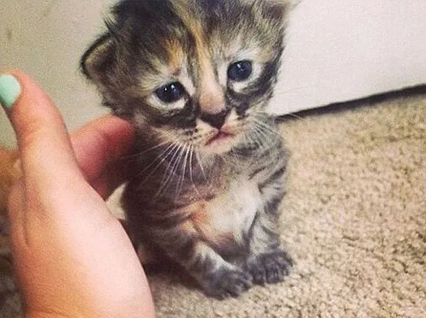 El gato triste”: El pequeño felino que nunca se alegra y enternece ...