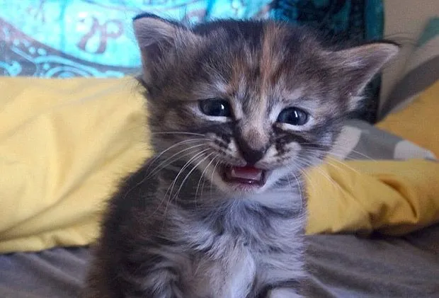 El gato triste”: El pequeño felino que nunca se alegra y enternece ...