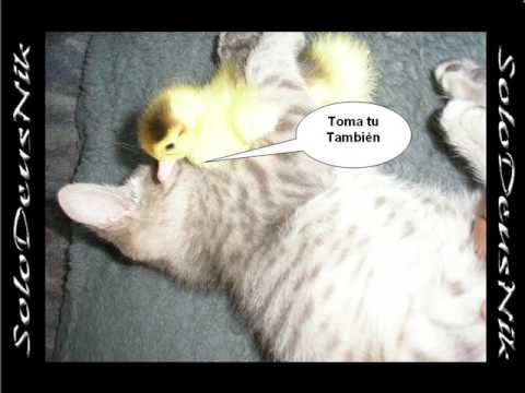 gato vs pato - YouTube