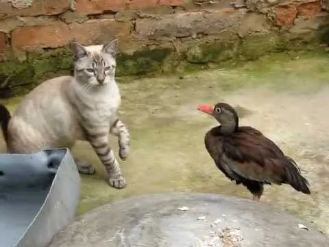 Gato Vs Pato - YouTube