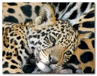 Wallpapers Animales Salvajes | Blog Mundis
