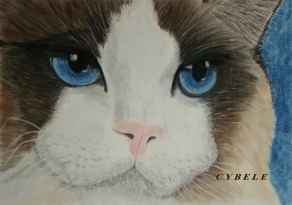 gato101.jpg - 23108 Bytees Pintura de gato Pastel seco sobre papel ... gato101.jpg - 23108 Bytees Pintura de gato Pastel seco sobre papel ...
